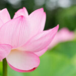 Profile photo of Lotus